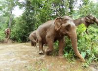 Wildes Indonesien