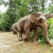 Wildes Indonesien