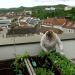 Sehnsucht nach Natur - Garteln als Trend und Geschäft