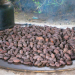Belize - Der Kakao-Pflanzer