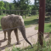 Tamo - ein Elefant wird erwachsen