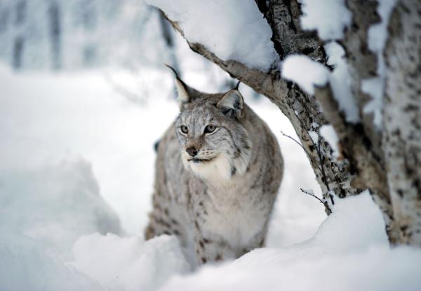 Bild 1 von 17: Der Nordluchs findet, Dank seiner feinen Ohren, selbst im tiefen Schnee noch Nahrung.
