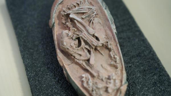 Bild 1 von 4: In den letzten Jahrzehnten setzte sich die Annahme durch, dass moderne Vögel von den Dinosauriern abstammen. Ein einzigartiger Fund aus China stützt diese These.