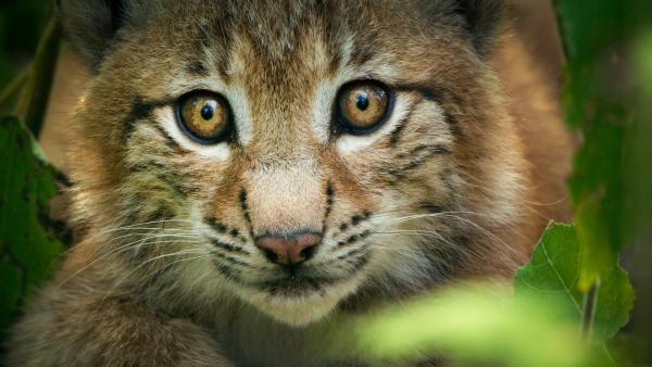 Bild 1 von 20: Im Bild: Luchse galten bis Mitte des letzten Jahrhunderts als ausgestorben, jetzt leben wieder 15 Luchsfamilien im Nationalpark Bayerischer Wald.