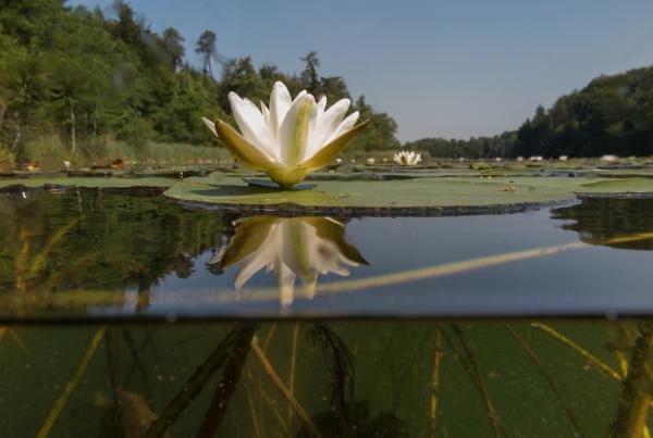 Bild 1 von 2: Die Wildform unserer heimischen Seerose ist eine wahre Schönheit und die nähere, vorsichtige Betrachtung während eines Bades in einem See ist stets lohnenswert.