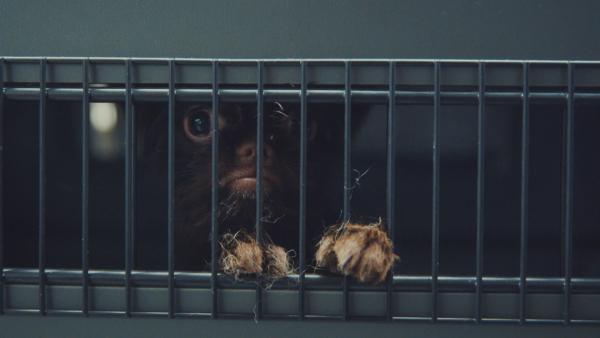 Bild 1 von 2: Ohne Papiere und auf engstem Raum eingepfercht: Diese Rassewelpen müssen stundenlang in San Francisco warten.