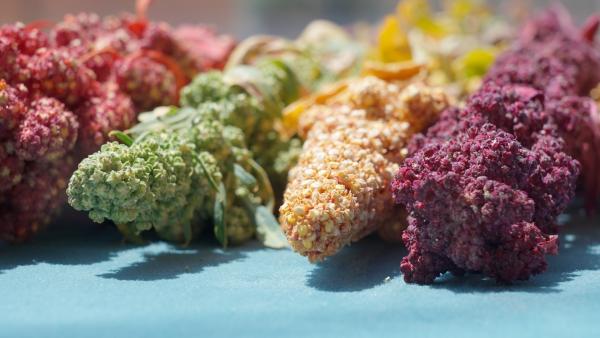 Bild 1 von 1: Weltweit existieren mehrere tausend verschiedene Quinoa-Varianten in verschiedenen Farben und Größen. An der Farbe der Pflanzen lässt sich die Farbe der Körner nicht immer erkennen. Die meisten Körner sind tatsächlich weiß.