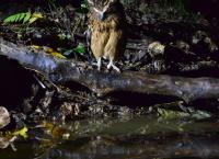 Wildes Indonesien