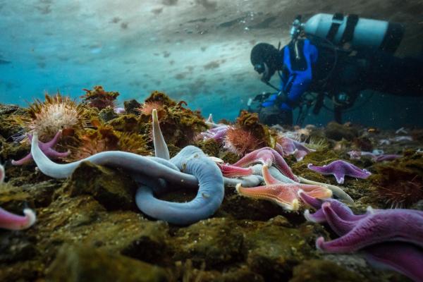 Bild 1 von 15: Unterwasseraufnahmen in der Antarktika sind nichts für Zartbesaitete. Bei minus zwei Grad Celsius hing die Länge der Dreharbeiten vor allem davon ab, wie lange der Kameramann die Kälte ertrug.