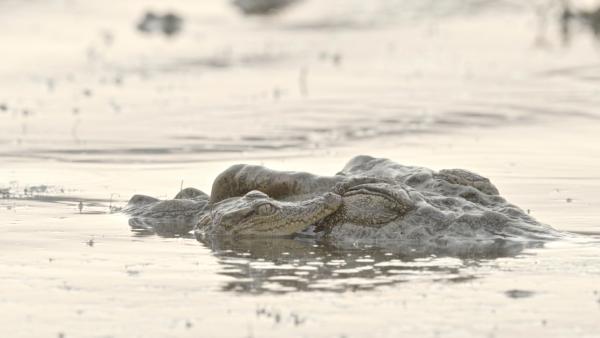 Bild 1 von 2: Das Siamkrokodil ist eine der kleinsten Krokodilarten der Welt.