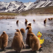 Tierbabys mit der Ente