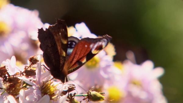 Bild 1 von 3: Schmetterling Pfauenauge.