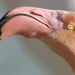 Die Rückkehr bedrohter Tierarten