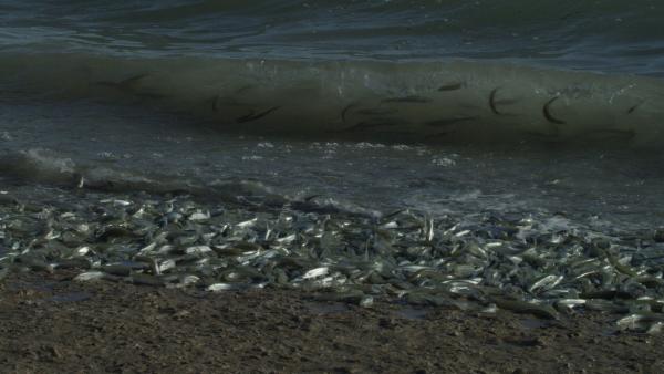 Bild 1 von 5: Es wirkt wie eine Flutwelle aus Fischen, wenn Grunionfische an Land kommen, um ihre Eier vor maritimen Fressfeinden zu schützen.