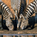 Faszination Afrika