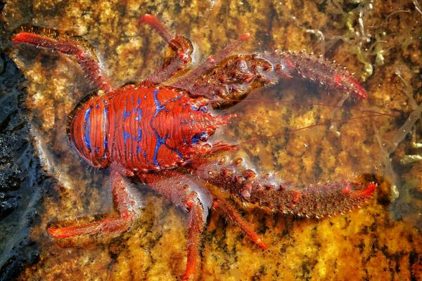 Bild 1 von 6: Viele Fjordbewohner tragen Farben, die man in einem tropischen Korallenriff erwarten würde.
