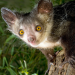 Tierische Originale - Launen der Natur