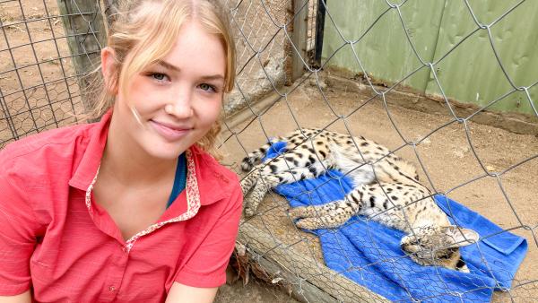 Bild 1 von 3: Ein Serval im \