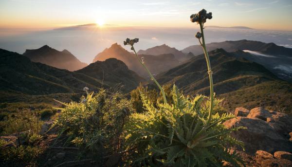 Bild 1 von 1: Teneriffa ist mit 2.000 Quadratkilometern die größte der Kanarischen Inseln.