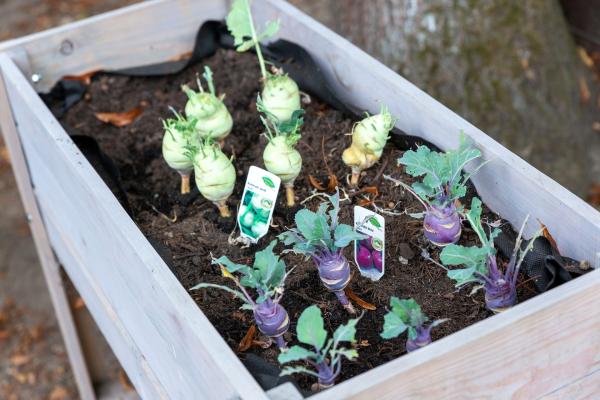 Bild 1 von 6: Die Schülerinnen und Schüler der Wilhelm-Lehmbruck-Schule in Dorsten können nun ihr eigenes Gemüse ernten. Sie haben einige Wochen zuvor bei einem gemeinsamen Schulgarten-Projekt Hochbeete bepflanzt.