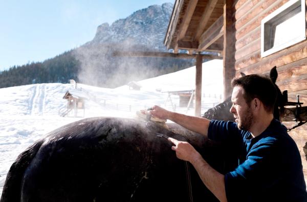 Bild 1 von 10: Christian Nagler vom Maso Runch Hof beim Waschen eines Norikers, einer alten Pferderasse