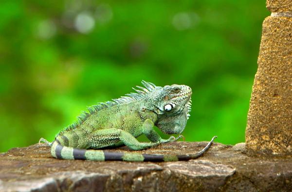 Bild 1 von 3: Die Insel Martinique ist Heimat für viele exotische Tiere.