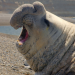 Die Sprache der Tiere: Starke Stimmen