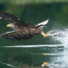 Tierische Blitzattacken