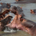Safari-Paparazzi - Wildlife pur
