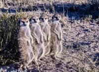 Tierische Titanen