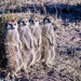 Tierische Titanen