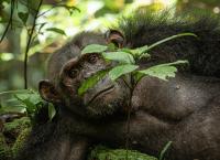 Faszination Erde - Mit Hannah Emde: Gabun - Afrikas letztes Paradies?