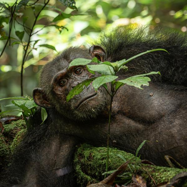 Bild 1 von 8: Schimpansen sind Menschenaffen und unsere nächsten Verwandten. Wie ähnlich sie uns wirklich sind, erfährt Hannah Emde bei ihrer Expedition in die Wälder von Gabun.