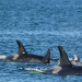 Faszinierende Orcas