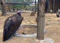 Nina und die wilden Tiere