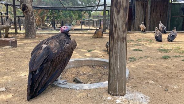 Bild 1 von 3: In der Rettungsstation Moholoholo werden 13 Geier aufgepäppelt. Dieser Ohrengeier gehört mit einer Flügelspannweite von 250-290 cm zu den größten Geierarten der Welt.