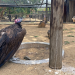 Nina und die wilden Tiere