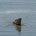 Safari-Paparazzi - Wildlife pur