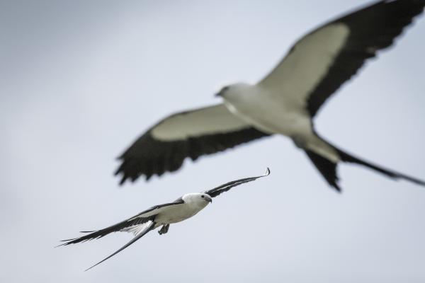 Bild 1 von 10: Der Schwalbenweih hat seinen Namen nicht umsonst: dieser mittelgroße Greifvogel hat einen markanten, tief gegabelten Schwanz, der an jenen von Schwalben erinnert. Die Vögel sind wahre Flugakrobaten und sind sogar in der Lage, Libellen im Flug zu schnappen.