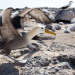Galapagos