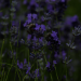 Kräutergarten: Lavendel