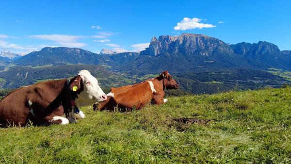 Bild 1 von 1: .
