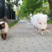 Die 100 witzigsten Tiere - Ich glaub, mein Schwein pfeift