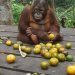 Orangutan Jungle School - Kindergarten mal anders