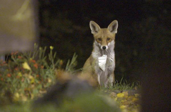 Bild 1 von 7: Die Corona-Pandemie zwingt den Menschen zum Rückzug. Wie reagieren Wildtiere auf die Pause vom Menschen?