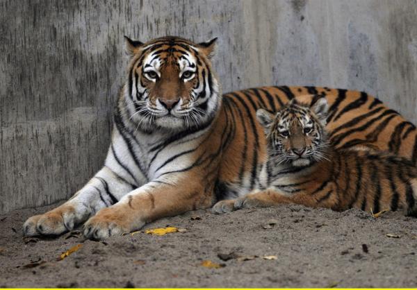 Bild 1 von 10: Tigermama mit Tigerbaby.