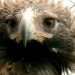 Australiens Nationalparks - Die Insel der Teufel
