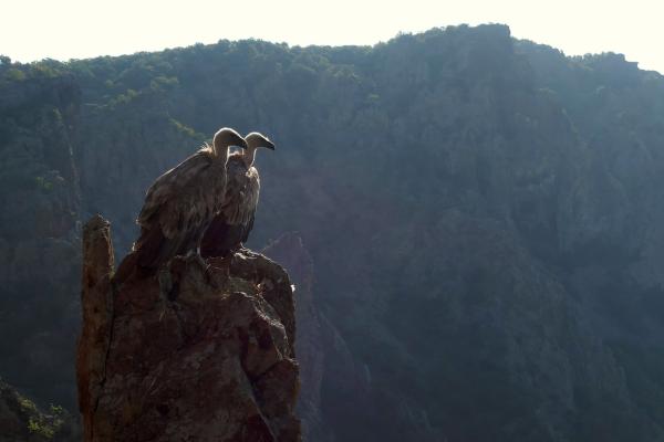 Bild 1 von 6: In Madzharovo befindet sich das einzige Geierreservat von Bulgarien und einbedeutender Brutplatz, viele Gänsegeier leben hier.