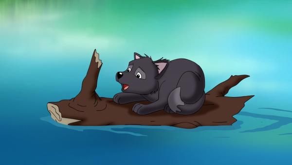 Bild 1 von 7: Ein Wolfsjunges ist ins Wasser gestürzt und treibt mutterseelenallein auf dem reißenden Fluss.