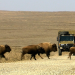 Tiere vor der Kamera